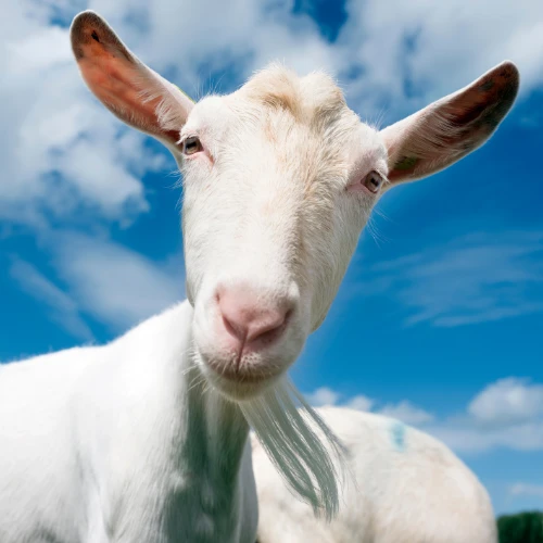 Bakra Eid Products